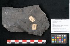 Foto (Objekt + Etikett) von Callipteris sp.  (NHMW-GEO-2024-0188-10917)